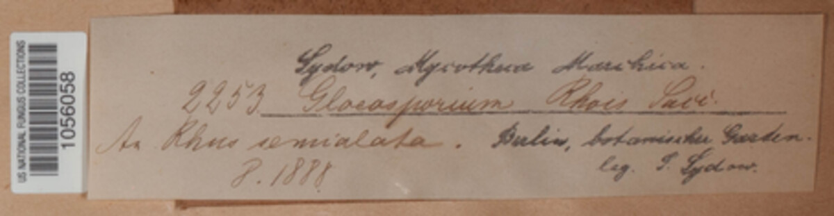 Marssonina rhois image